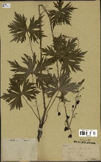 spécimen de Aconitum lycoctonum