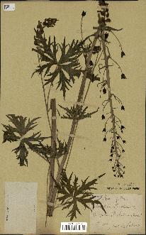 spécimen de Aconitum lycoctonum