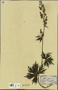 spécimen de Aconitum lycoctonum