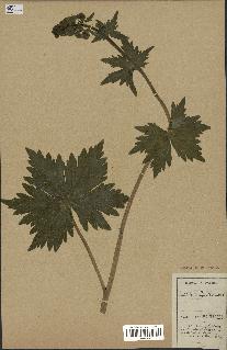 spécimen de Aconitum lycoctonum