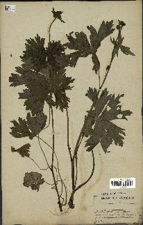 spécimen de Aconitum lycoctonum