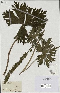 spécimen de Aconitum lycoctonum