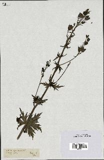 spécimen de Aconitum lycoctonum