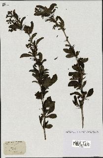 spécimen de Berberis vulgaris