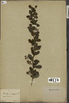 spécimen de Berberis vulgaris