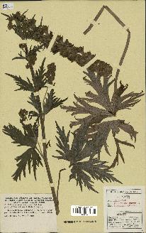 spécimen de Aconitum lycoctonum
