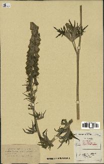 spécimen de Aconitum lycoctonum