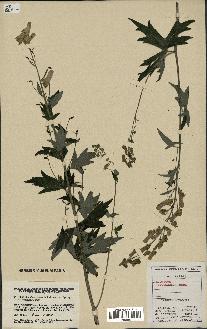 spécimen de Aconitum lycoctonum
