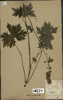 spécimen de Aconitum lycoctonum