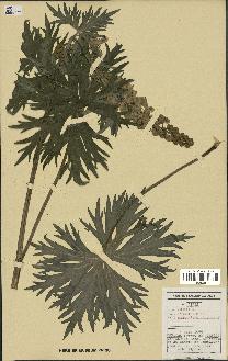spécimen de Aconitum lycoctonum