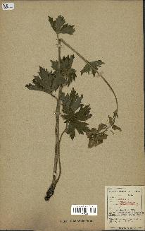 spécimen de Aconitum lycoctonum