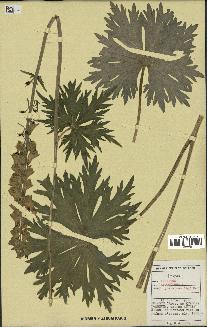 spécimen de Aconitum lycoctonum