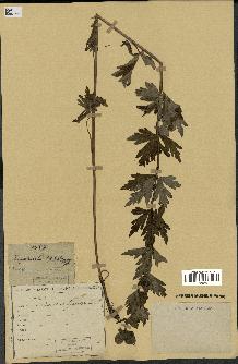spécimen de Aconitum lycoctonum