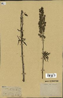 spécimen de Aconitum lycoctonum