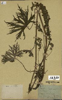 spécimen de Aconitum lycoctonum