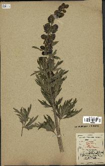 spécimen de Aconitum napellus