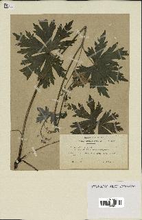 spécimen de Aconitum lycoctonum