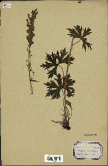 spécimen de Aconitum lycoctonum