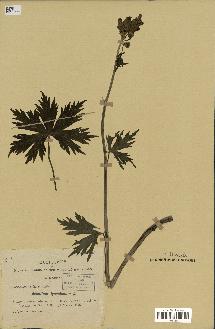 spécimen de Aconitum lycoctonum