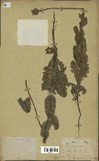 spécimen de Papaver somniferum