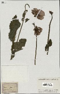 spécimen de Papaver somniferum