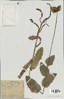 spécimen de Papaver somniferum