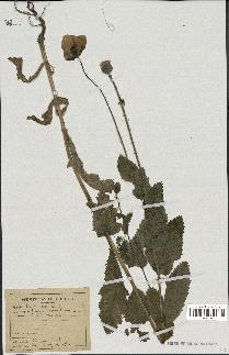 spécimen de Papaver somniferum