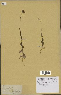 spécimen de Papaver somniferum