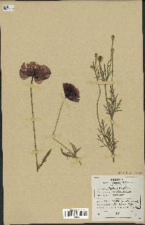 spécimen de Papaver rhoeas