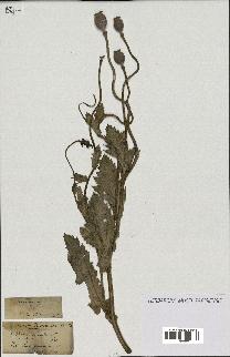 spécimen de Papaver somniferum