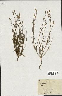 spécimen de Papaver dubium