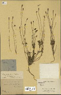 spécimen de Papaver dubium