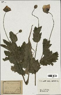 spécimen de Papaver somniferum