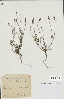 spécimen de Papaver argemone