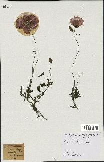 spécimen de Papaver rhoeas