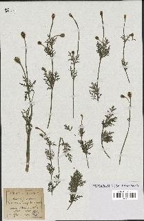spécimen de Papaver hispidum