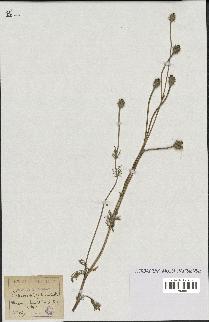 spécimen de Papaver hispidum