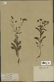 spécimen de Senecio nebrodensis