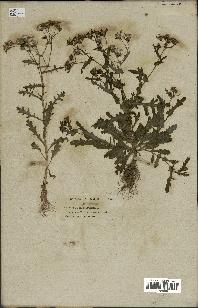 spécimen de Senecio nebrodensis