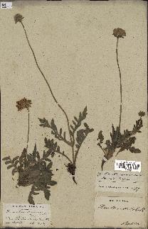spécimen de Scabiosa arvensis