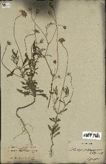 spécimen de Scabiosa semipapposa