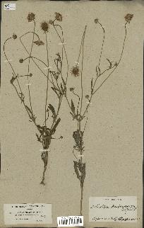 spécimen de Scabiosa semipapposa