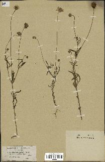 spécimen de Scabiosa semipapposa
