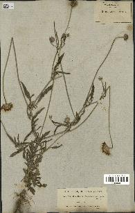 spécimen de Scabiosa semipapposa