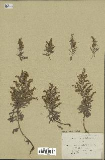 spécimen de Artemisia canariensis