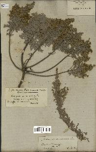 spécimen de Artemisia canariensis