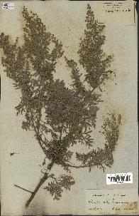 spécimen de Artemisia canariensis