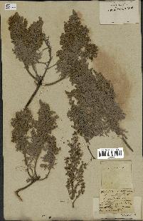 spécimen de Artemisia canariensis