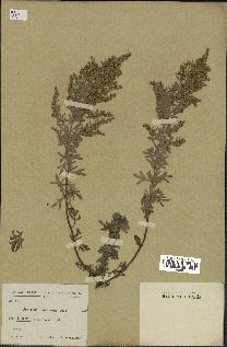 spécimen de Artemisia canariensis