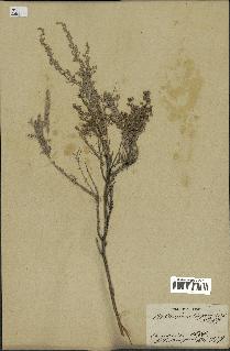 spécimen de Artemisia canariensis